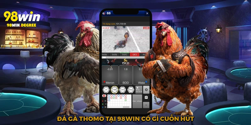 Đá gà Thomo tại 98Win có gì cuốn hút?
